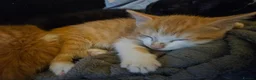 Mixed Breed cats for sale: 3 very loving ginger and white kittens in Worcester - Advert 6