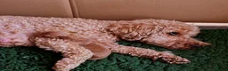 Labradoodle dogs for sale: Male toy labradoodle  - Advert 18