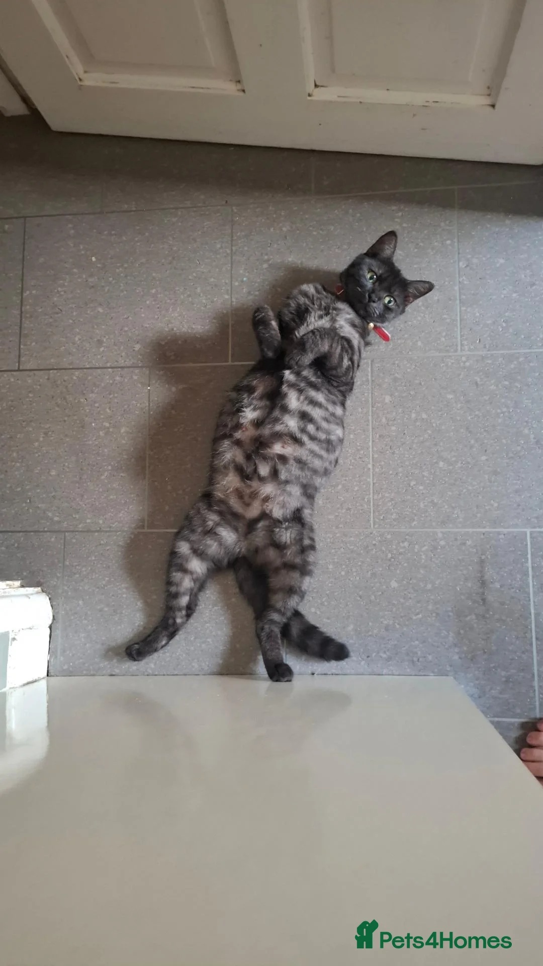 Mixed Breed cats for sale: 6 kittens ready for a new home - Advert 1