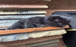 Mixed Breed cats for sale: Black mixed Kittens - Image 8