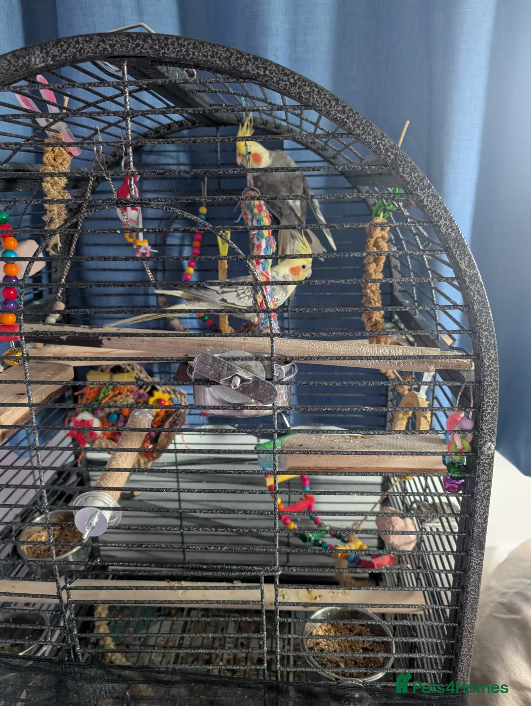 Cockatiels birds for sale: Beautiful Cockatiel Pair – Loving in Blandford Forum - Advert 5