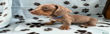 Miniature Dachshund Puppy 3