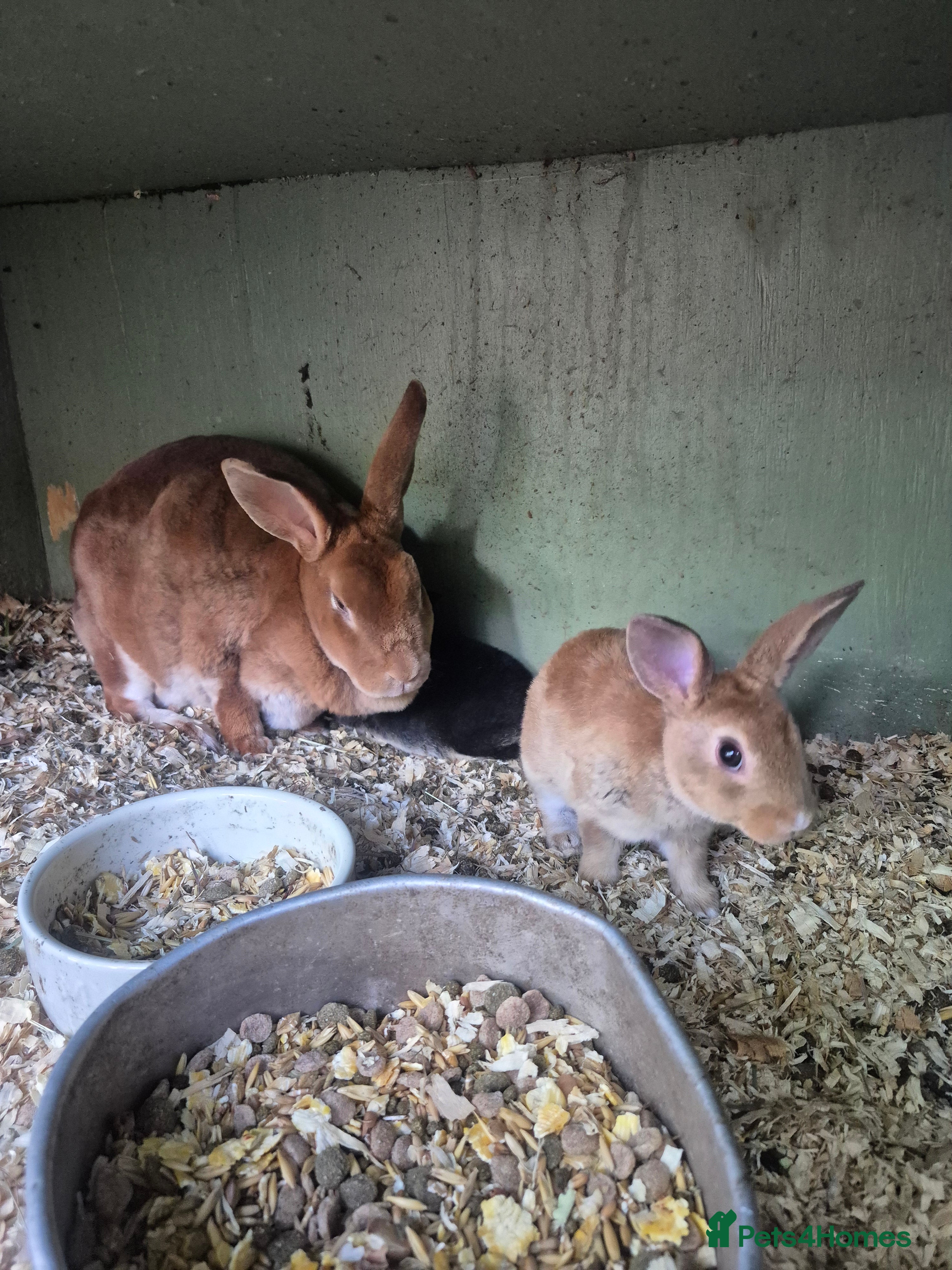 Rex rabbits for sale: Standard rex rabbits  - Advert 3