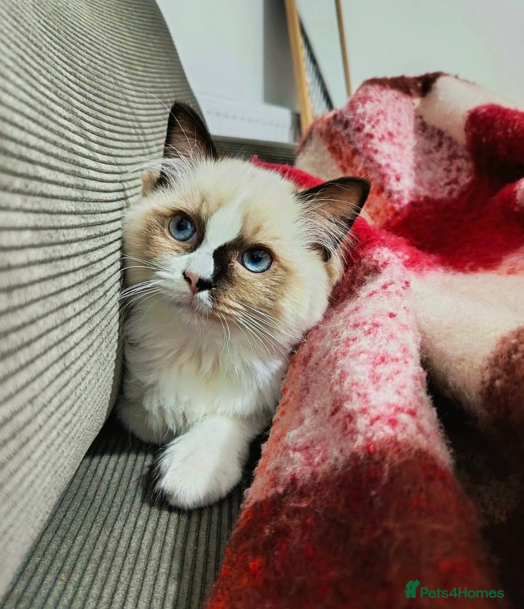 Ragdoll cats for sale: 🎀Beautiful Ragdoll kittens (Tica reg)🎀 - Advert 9