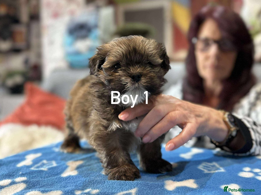 Lhasa Apso dogs for sale: Amazing Lhasa Apso pups - Image 18