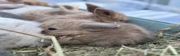 Mini Lop rabbits for sale: New born mini lop rabbits - Advert 17