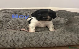English Springer Spaniel dogs for sale: Springer spaniel puppies  - Image 1