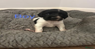 English Springer Spaniel dogs - Advert 10