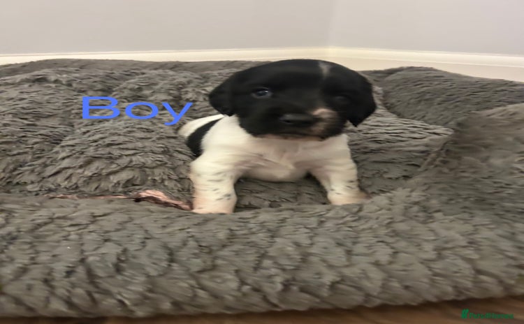 English Springer Spaniel dogs - Advert 1
