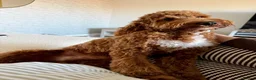 Cockapoo dogs for sale: PREGNANCY CONFIRMED - F1 COCKAPOOS - Advert 3