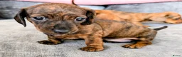 Miniature Dachshund dogs for sale: Miniature Dachshund  - Advert 24