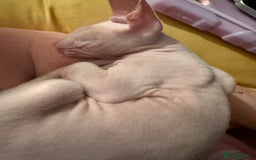 Sphynx cats for sale: Sphynx girls beautiful loving babies - Image 15