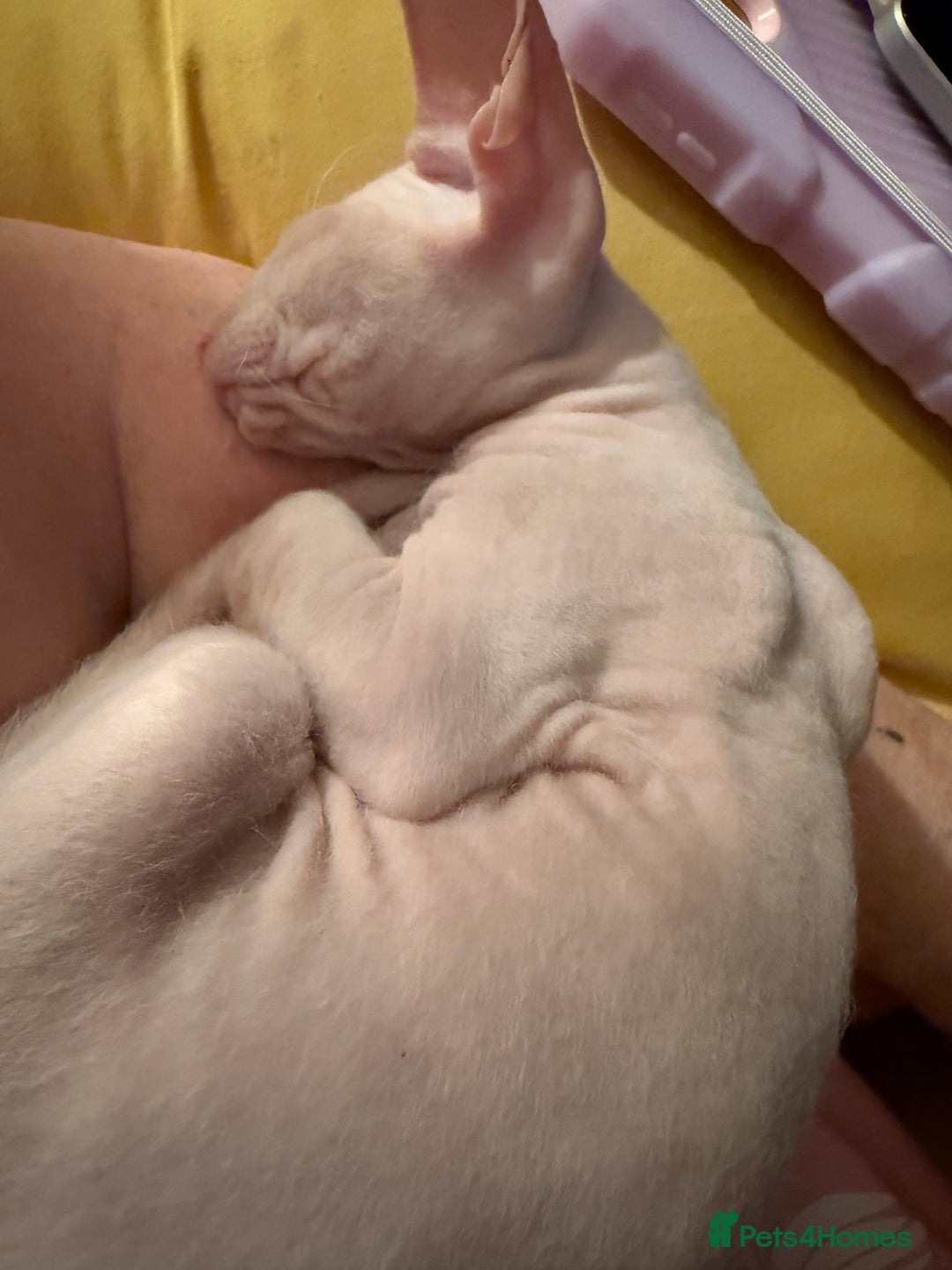 Sphynx cats for sale: Sphynx girls beautiful loving babies - Image 15