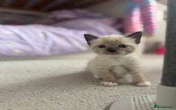 Ragdoll cats for sale: Beautiful Ragdoll kittens open to reasonable offer - Image 7