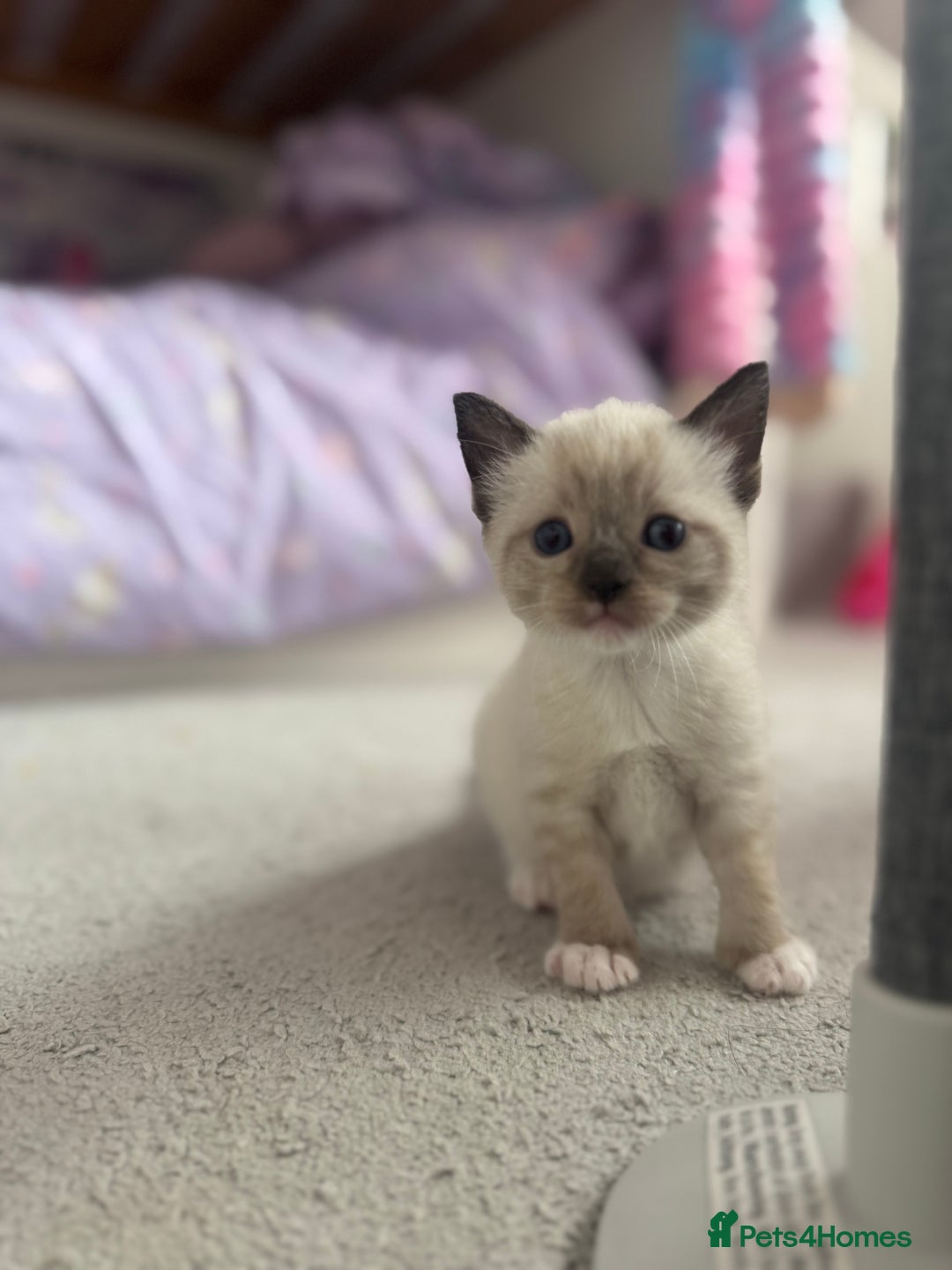Ragdoll cats for sale: Beautiful Ragdoll kittens open to reasonable offer - Image 7