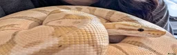 Python Snake reptiles for sale: Ball python collection downsize - Advert 1