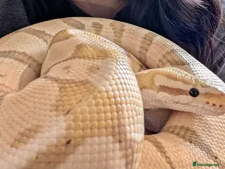 Python Snake reptiles Male banana enchi ball python - Advert 4