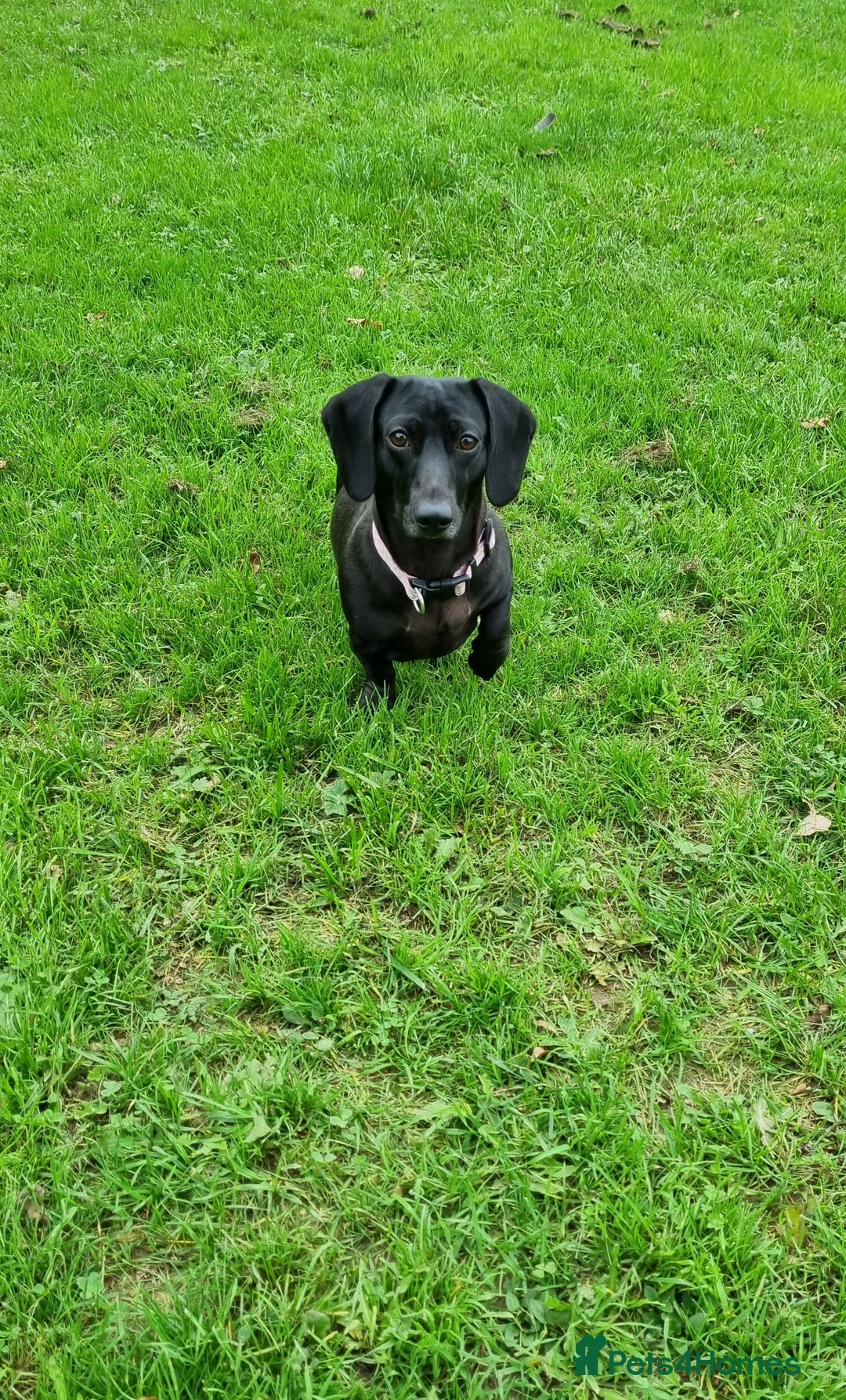 Miniature Dachshund dogs for sale: Black no tan dachshund rare - Advert 2