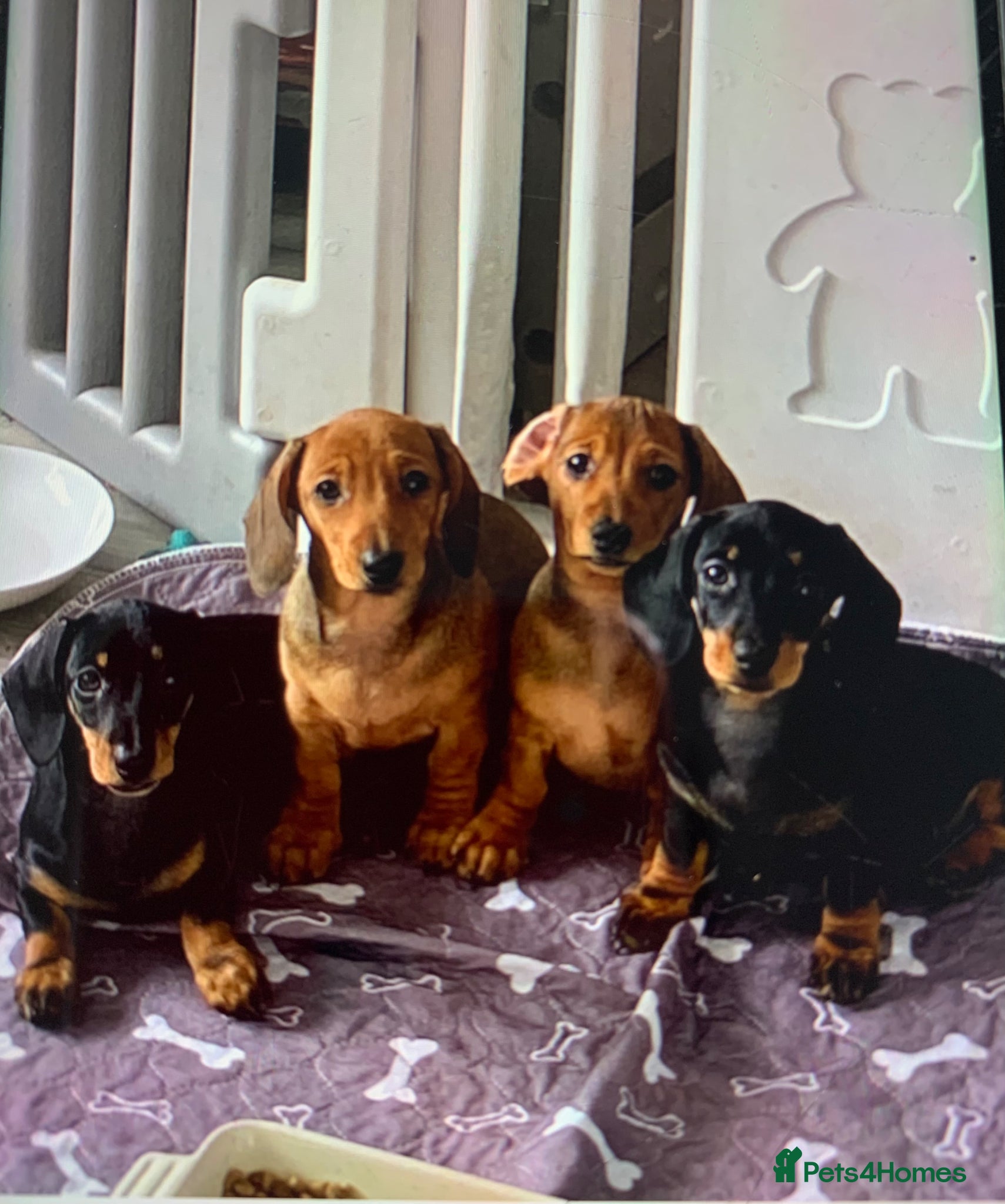 Dachshund dogs KC Miniature Smooth haired Dachshund  - Advert 1