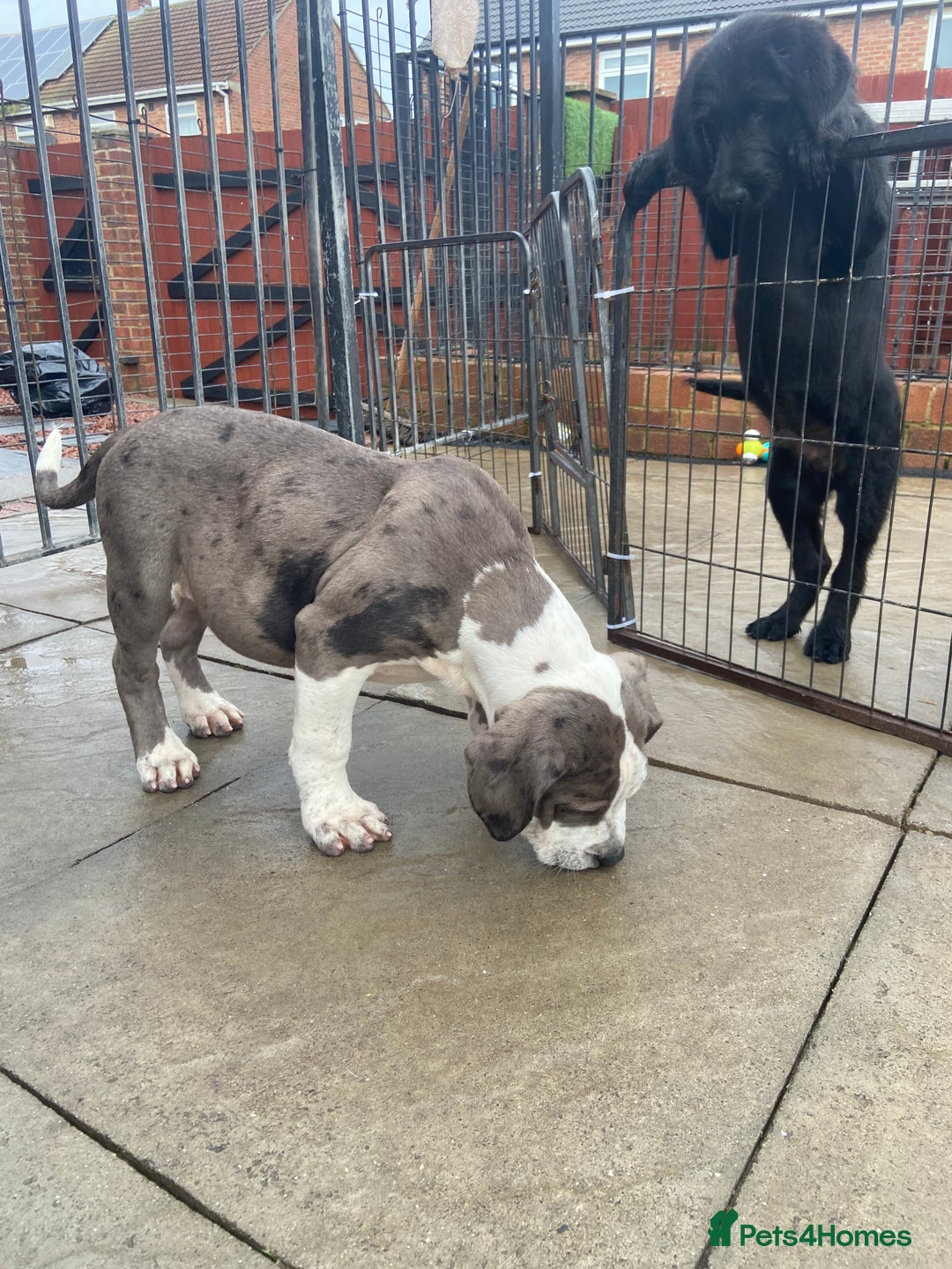 Mixed Breed dogs for sale: NORTH AMERICAN MASTIFF - Image 13