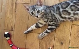 Bengal cats for sale: Stunning TICA registered bengal kittens  in Huntly - Image 25