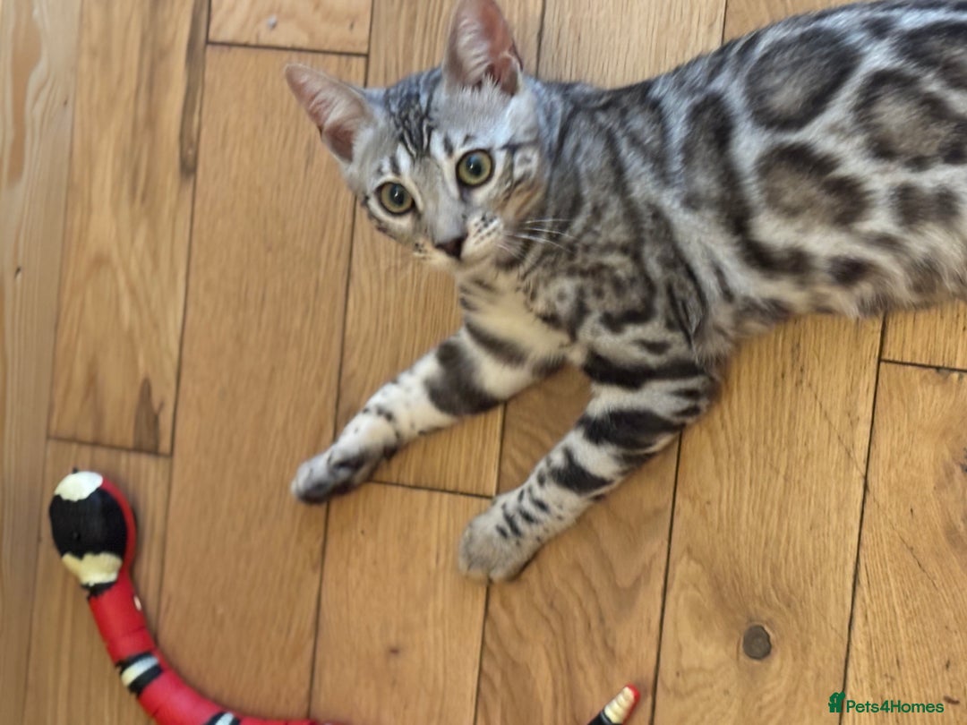 Bengal cats for sale: Stunning TICA registered bengal kittens  in Huntly - Image 25