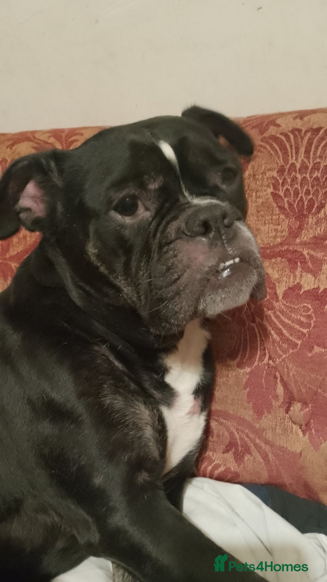 Dorset Olde Tyme Bulldogge dogs for sale: The BEST Companion you'll ever have, Diesel 💕 - Image 5