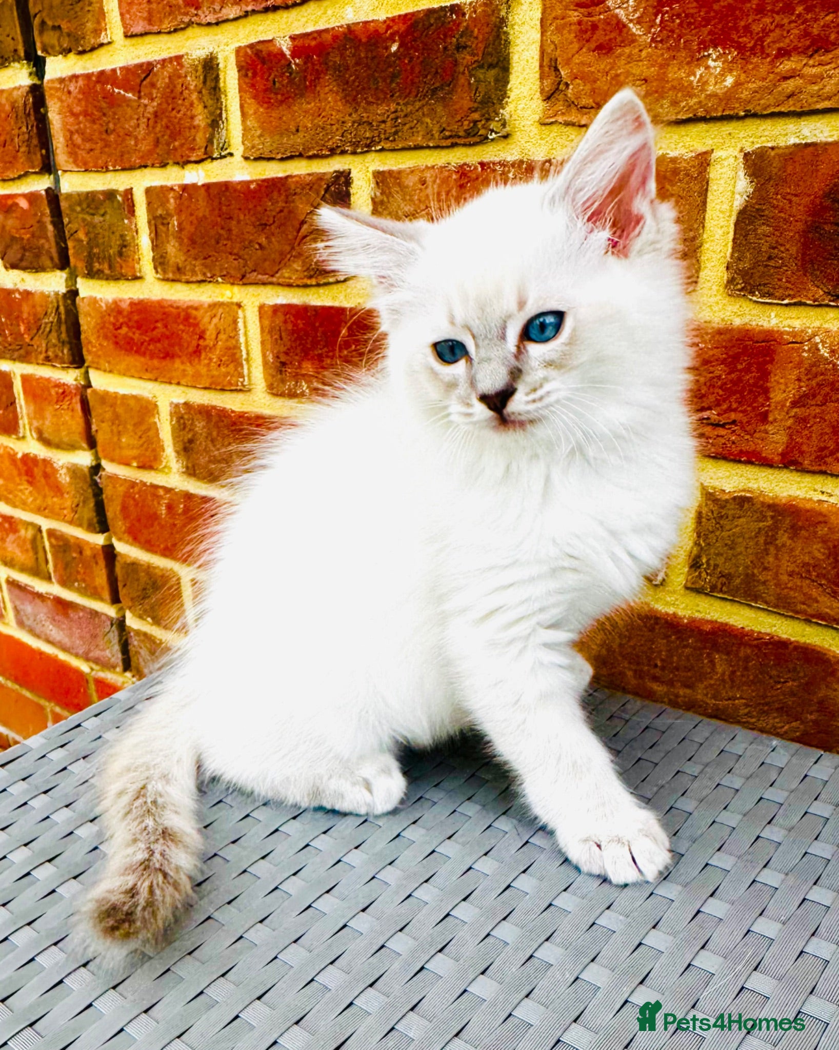 Ragdoll cats GCCF BEAUTIFUL RAGDOLL KITTENS  - Advert 2