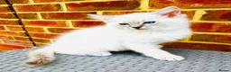 Ragdoll cats for sale: GCCF BEAUTIFUL RAGDOLL KITTENS  - Advert 15