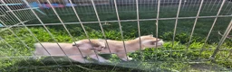 Bengal cats for sale: Rare Snow bengal x fold in Boston - Advert 4