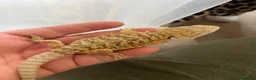 Bearded Dragon reptiles for sale: Red hypo baby bearded dragons  - Advert 12
