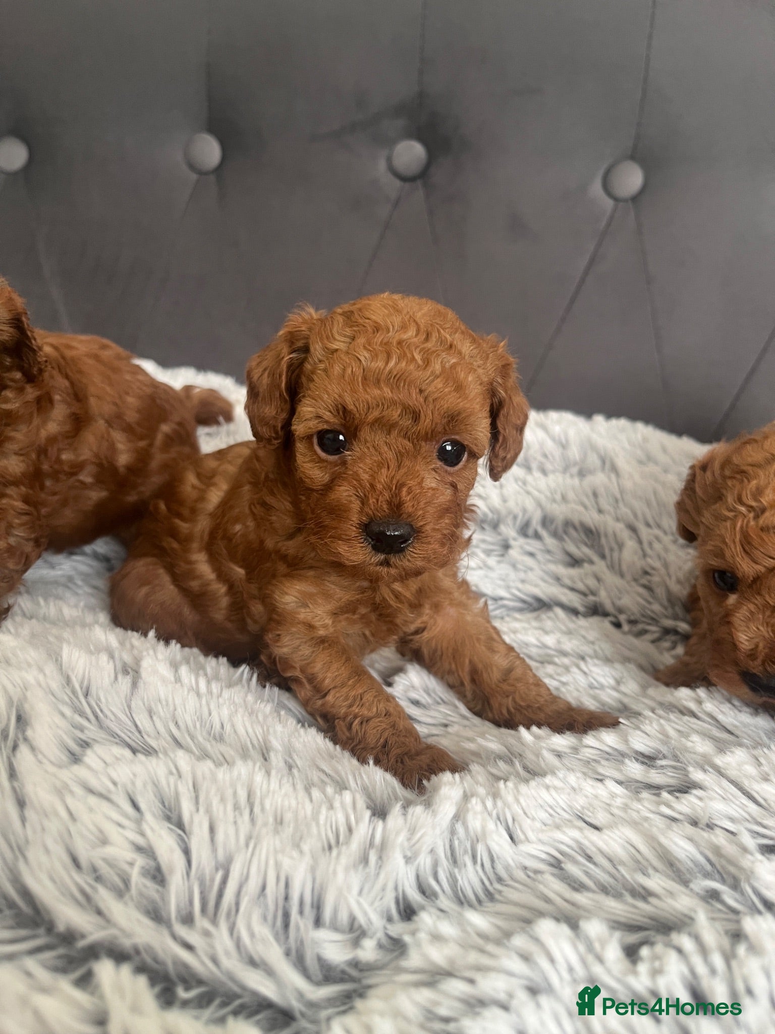 Toy Poodle dogs Adorable toy poodle puppies  - Advert 1