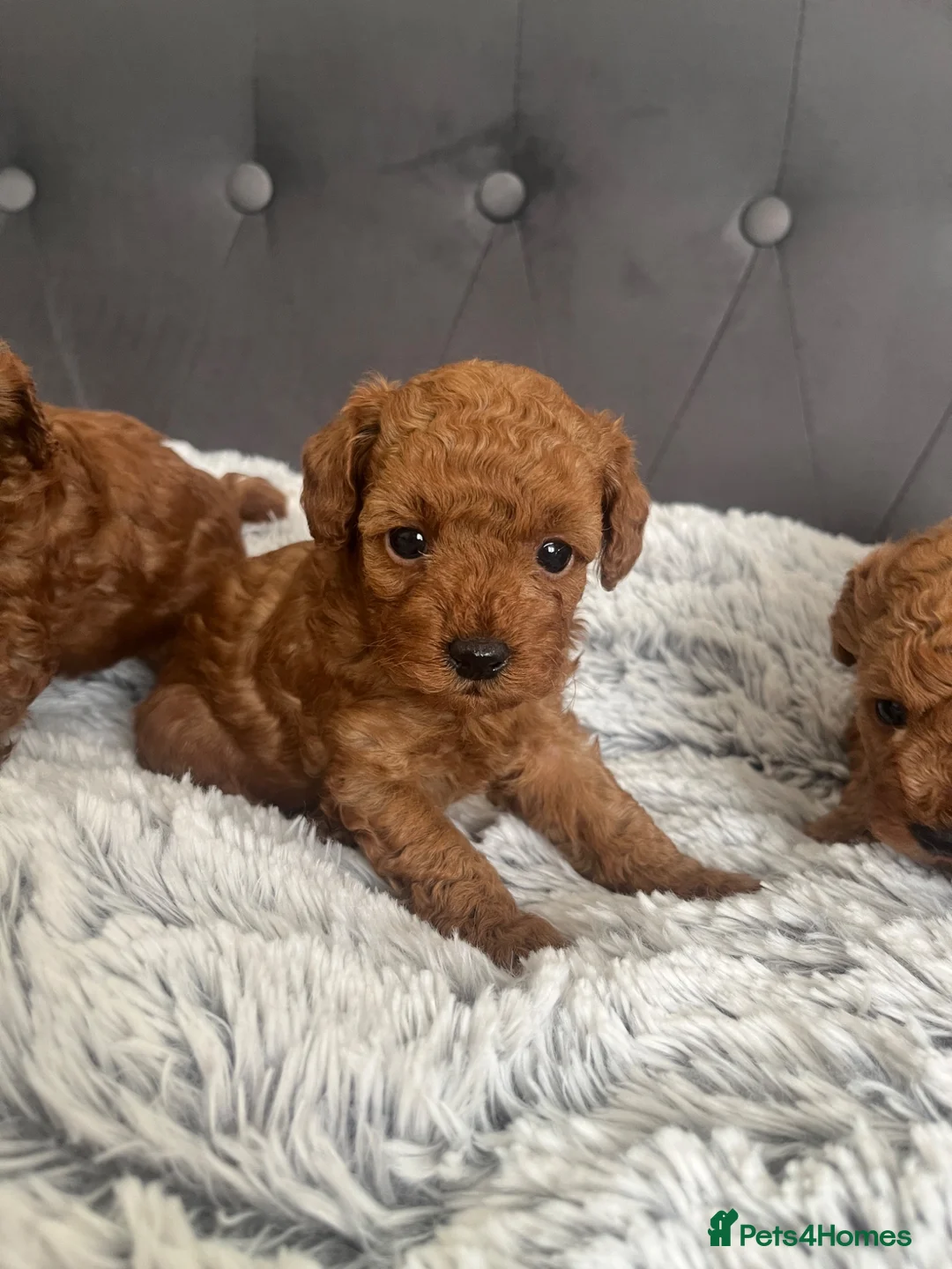 Toy Poodle dogs for sale: Ready to leave now  - Advert 1