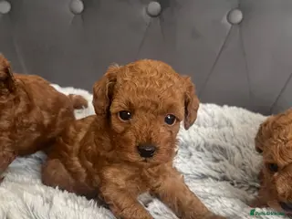 Toy Poodle dogs Adorable toy poodle puppies - Advert 1