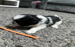 Mixed Breed dogs for sale: 6 beautiful Shih Tzu/Pomerianian puppies !  - Image 12
