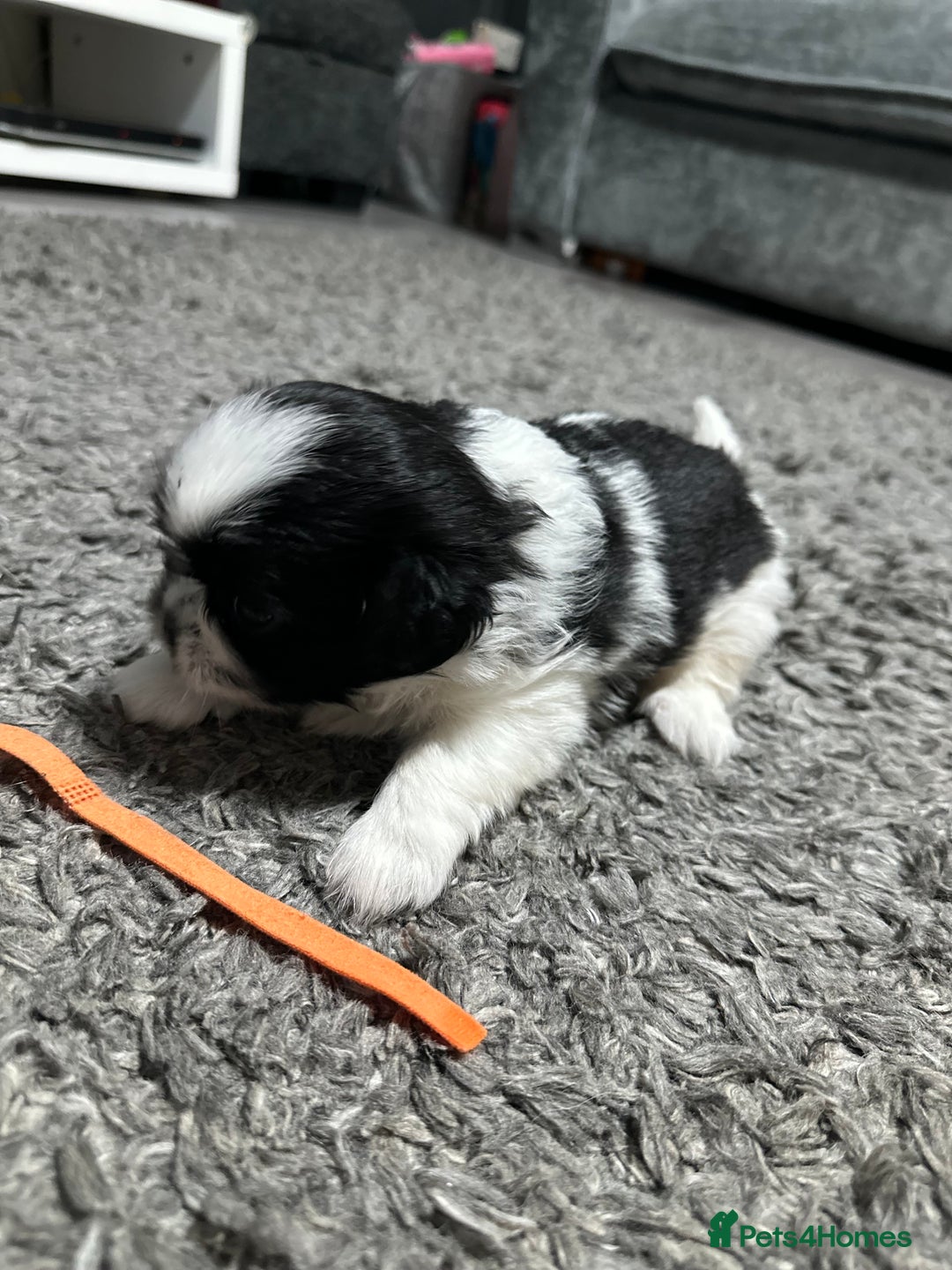 Mixed Breed dogs for sale: 6 beautiful Shih Tzu/Pomerianian puppies !  - Image 12