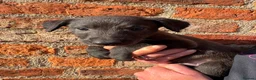 Mixed Breed dogs for sale: Bedlington Whippet Puppies  in Tadcaster - Advert 11