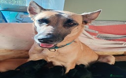 Mixed Breed dogs for sale: Beautiful puppies for sale  - Image 7