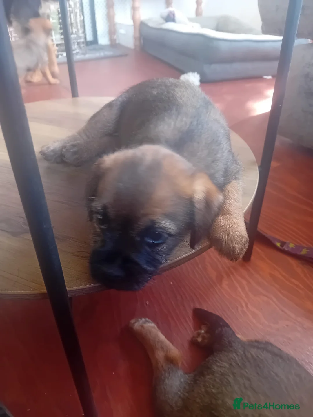 Border Terrier dogs for sale: Outstanding litter of KC Reg Border Terrier pups - Advert 2