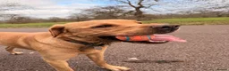 Labrador Retriever dogs for sale: 3 year old Labrador retriever  in London - Advert 10