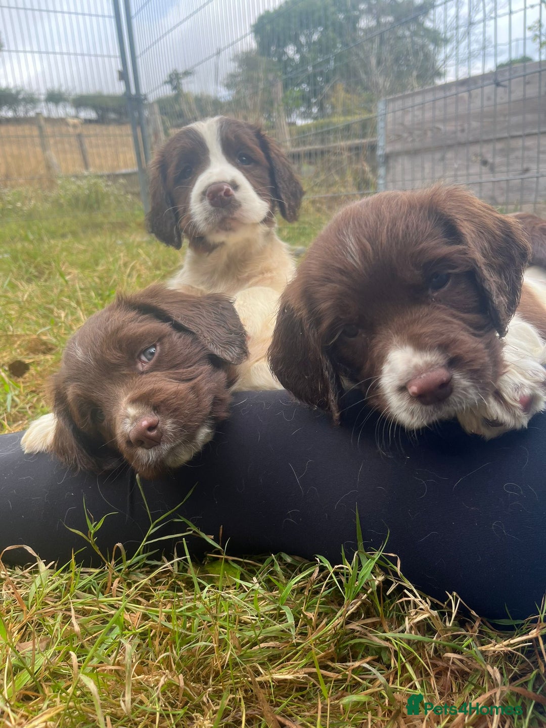English Springer Spaniel dogs for sale: Springer spaniel pups  - Image 11