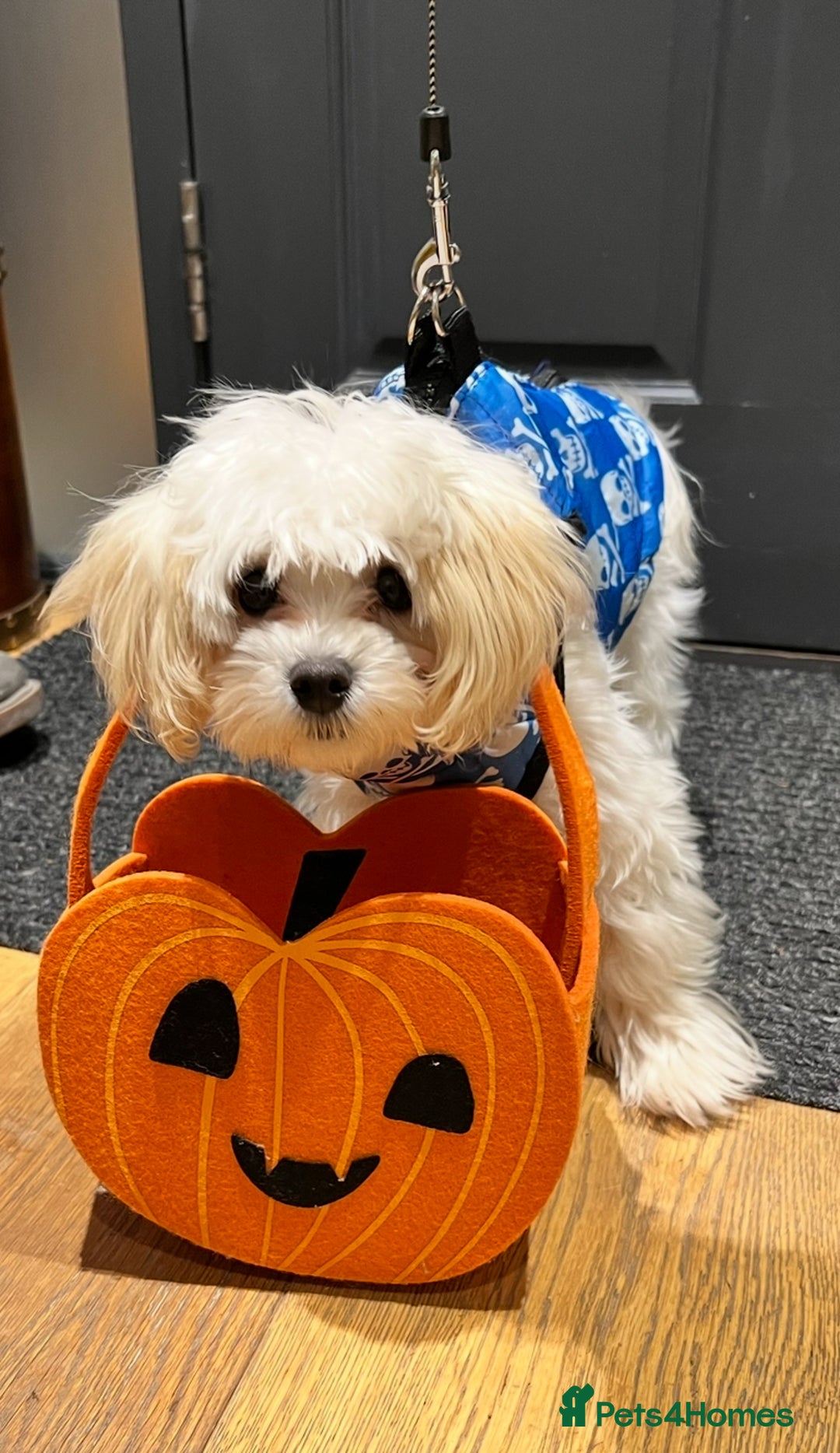 Maltipoo dogs for stud: Male for stud - Advert 3