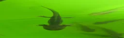Axolotl reptiles for sale: Baby axolotls leucistic & black - Advert 4