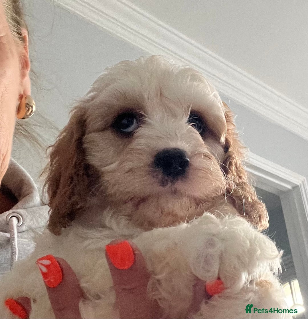 Cavapoo dogs for sale: Cavapoo Puppy 3 - 🐶🐩 7 HEALTH CLEAR ADORABLE CAVAPOO PUPPIES 🐩🐶  - Image 14