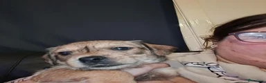 Mixed Breed 2
