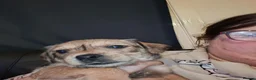 Mixed Breed dogs for sale: Puppies mixed breed ready 2nd of November  - Advert 7