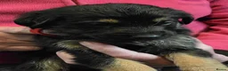 Golden Shepherd dogs for sale: Golden Shepherd puppies for sale!!  - Advert 23