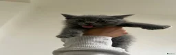 British Shorthair cats for sale: 7 British Shorthair Kittens for sale - Advert 4