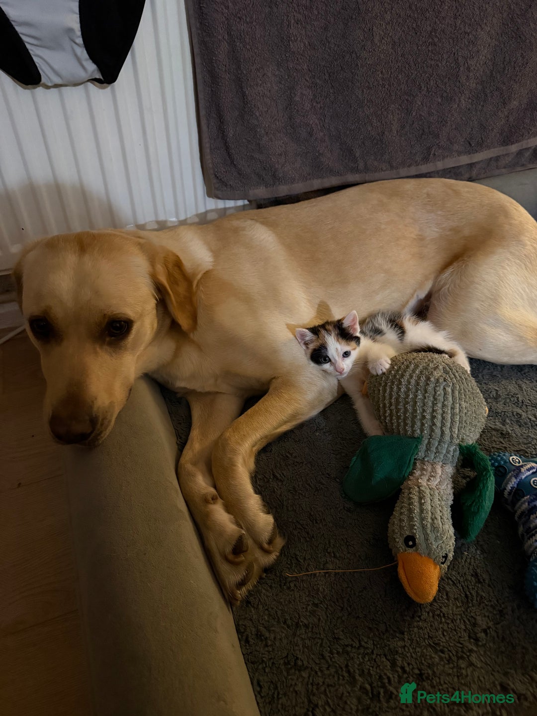 British Shorthair cats for sale: 8 weeks old FEMALE kitten - Image 4