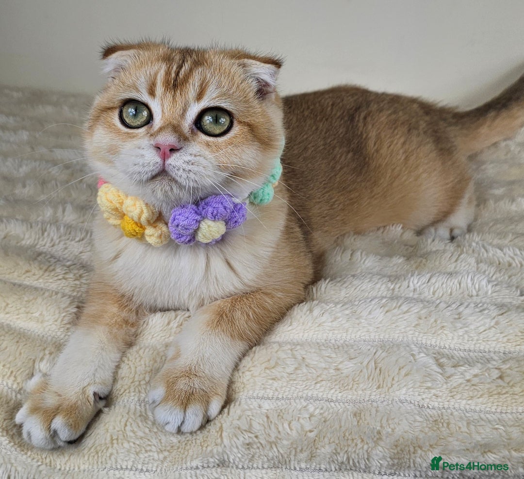 British Shorthair cats for sale: TICA REGISTERED Golden Chinchilla Girl - Image 10